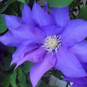 Elizabeth Williams's photo