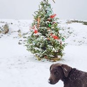 Elizabeth MacGillivray's photo