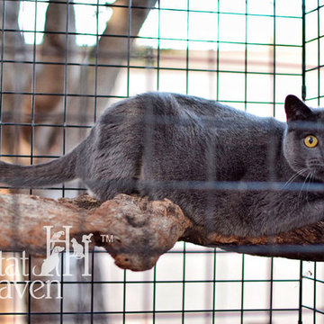 Animal Shelter Assistance Program (ASAP)