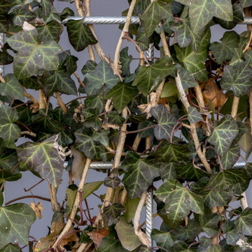 Giardino Cofiloc
