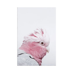 The Galah Print - Prints And Posters