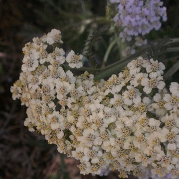 Breaking Ground in 2012 (White Yarrow)