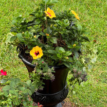 Planters