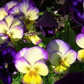 Pockets Pansies's photo