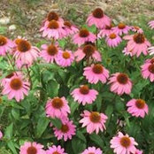 Susan Pacanowski's photo