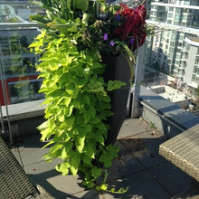 Planters