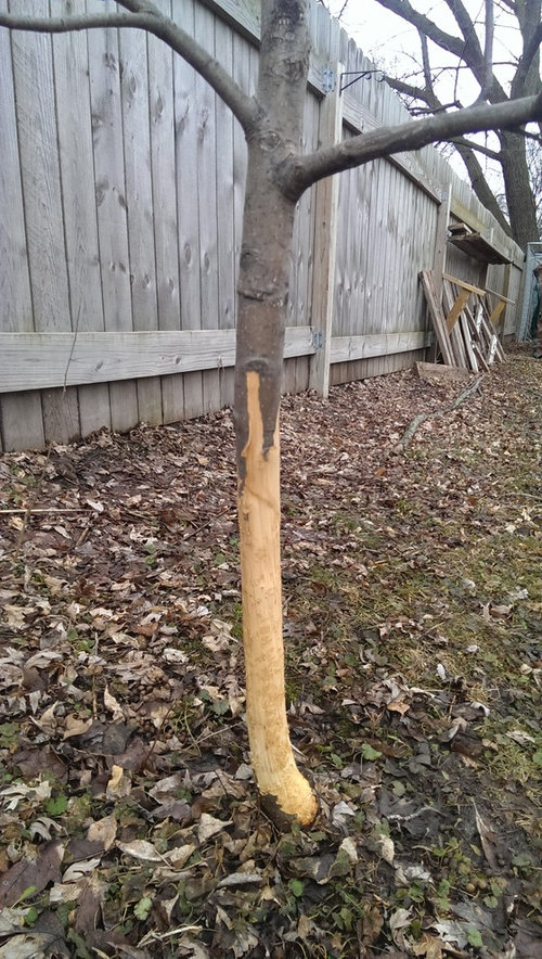 Kun je konijnenschade aan fruitbomen in Ohio repareren?
