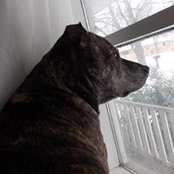 Jeanette Hampson's photo