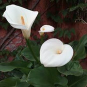 Mercè Ferràs Gibert's photo
