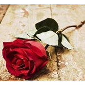 Foto von Rose Reyes