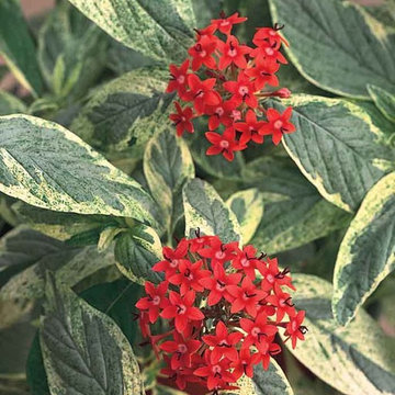 ‘Stars & Stripes’ Pentas Pentas Lanceolata 'Stars & Stripes'