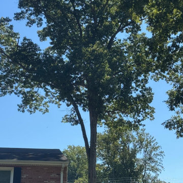 Large Tree Removal and Property Cleanup