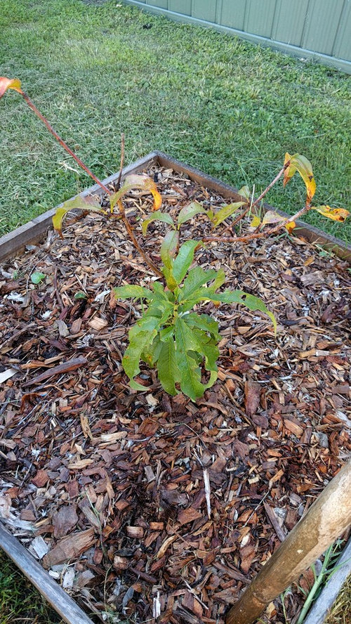 Peach and nectarine problems