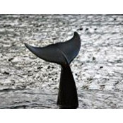 Stephanie Burke Scuderi's photo