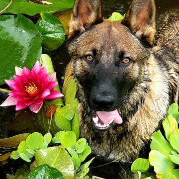 Ralphie The Dog