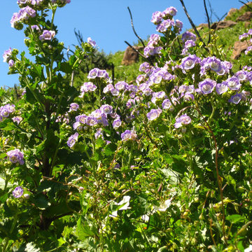 Phacelia Grandiflora