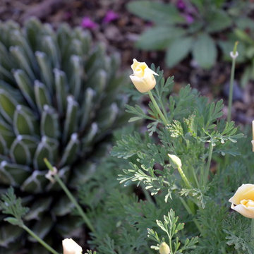 Southwestern Plants