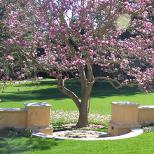 Trees