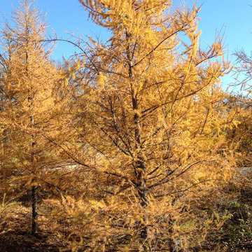 Larix Laricina