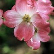Joyce Ferguson's photo