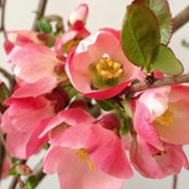 Roxane Lacroix's photo