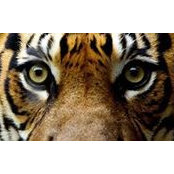 Sarika Bedeau's photo