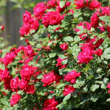 Garden and Outdoor Spaces