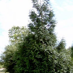 2912 Thuja plicata Excelsa.jpg - Plants