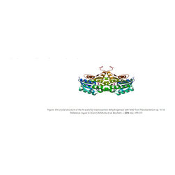 mannosamine dehydrogenase - Products