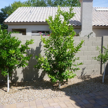 Plantings - 1.5 Years