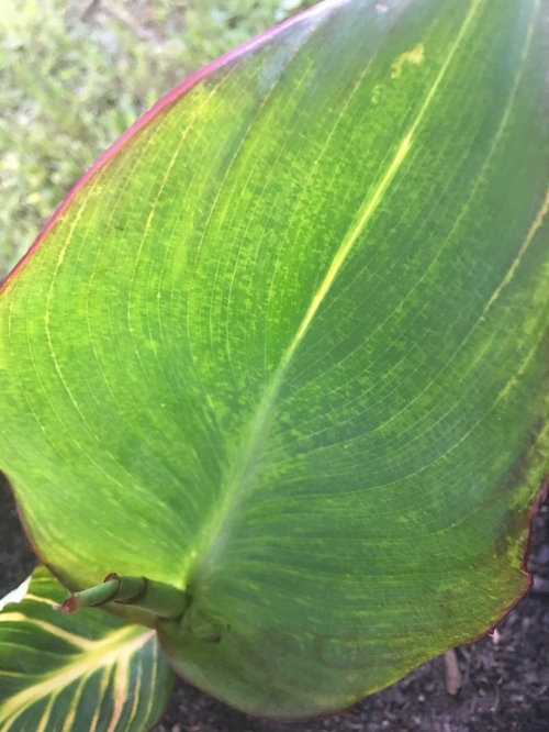 Canna Virus in My Cannas and Locating Clean Stock
