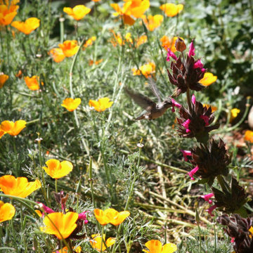 A Native & Herb Garden to Stroll Through