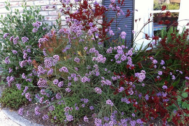 This is an example of a mediterranean landscaping in San Francisco.