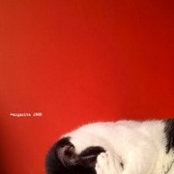 David Chen's photo