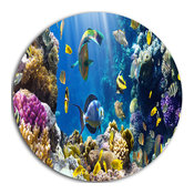 Fish In Coral Reef, Seascape Photography Round Wall Art, 23"