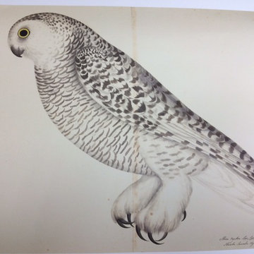 Swedish birds
