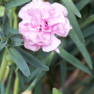 Garofano (Dianthus caryophyllus)