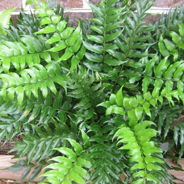 Holly Fern