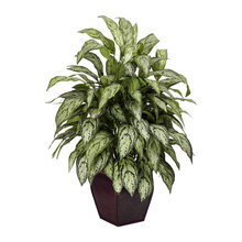plants