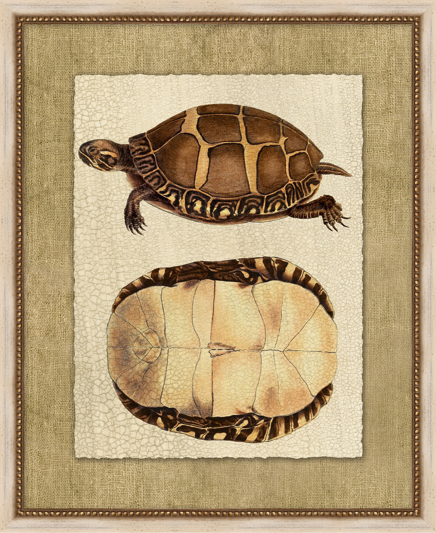 Neutral Turtle 1, Giclee Reproduction Artwork, 18x22 - Traditional ...