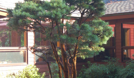 Windgebeutelte Einzelgänger: Kiefern als Solitärgehölze