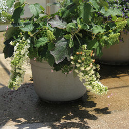 Gatsby's Star&trade; Oakleaf Hydrangea - Plants