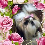 Shelli Barness billede
