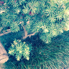 Composition Ideas For Native Australian Plants