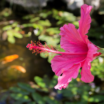 Drought Tolerant Koi Pond and Landscaped Backyard!