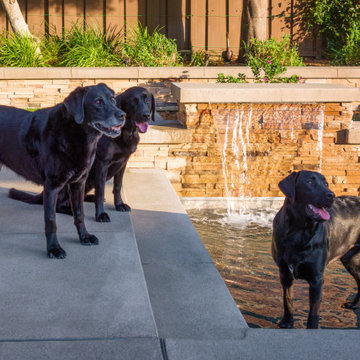 Canine Plune Pool