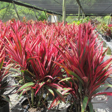 Individual Plant Photos # 1:Customer Aid (Not complete- hundreds will be here)