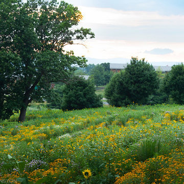 Wildflower Meadows