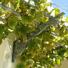 Iron Trellis