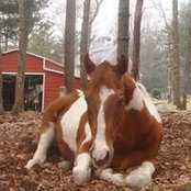 Rhonda Capuano-Perlmutter's photo